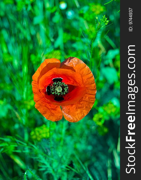 One beautiful red poppy on a natural dim background