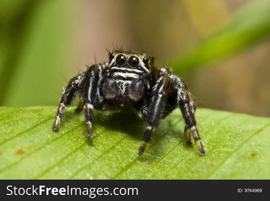 Female Wolf Spider Is Posing For A Portrait