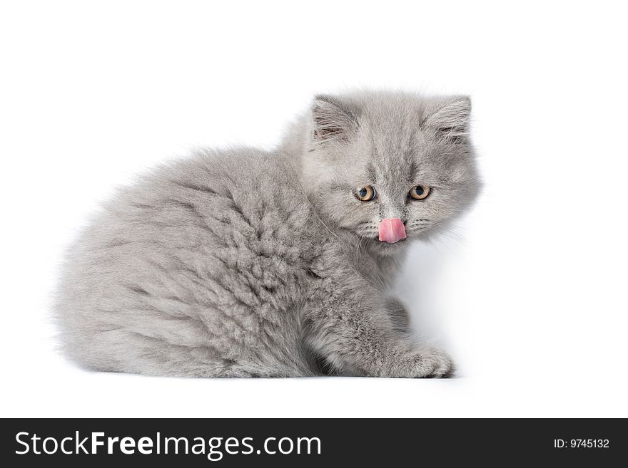 British kitten licking it's nose isolated over white