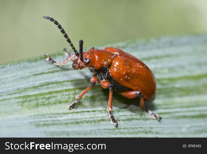 Red lily leaf beetle bug insect on a green leafs