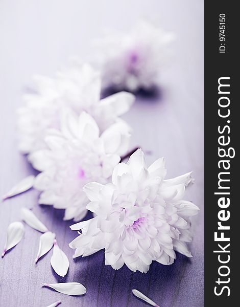 Macro shot of white flowers