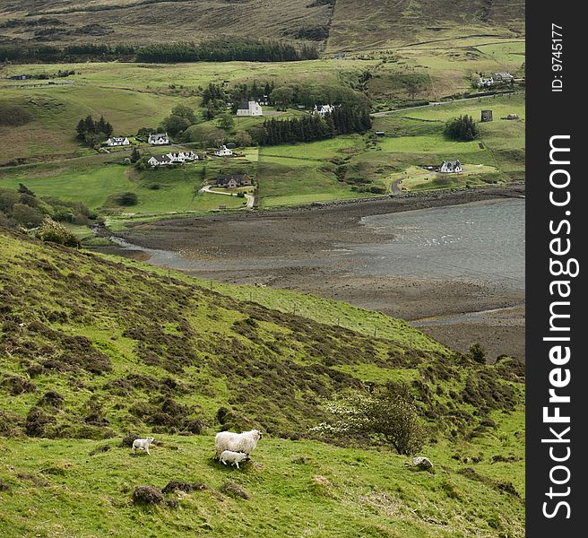 Sheep in a beatifull scottish landscape at the coast