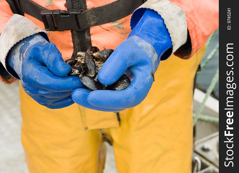 Mussel farmer showing his product. Mussel farmer showing his product.