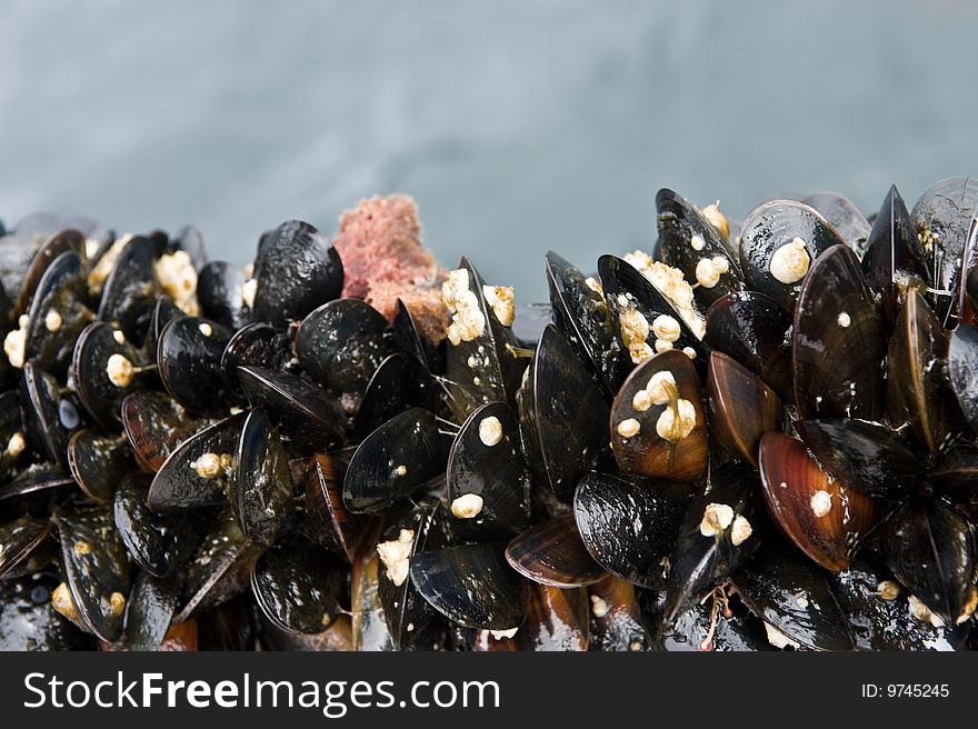 Mussels attached to a rope outdoors. Mussels attached to a rope outdoors