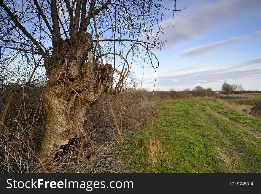 Old tree in the plain near the village