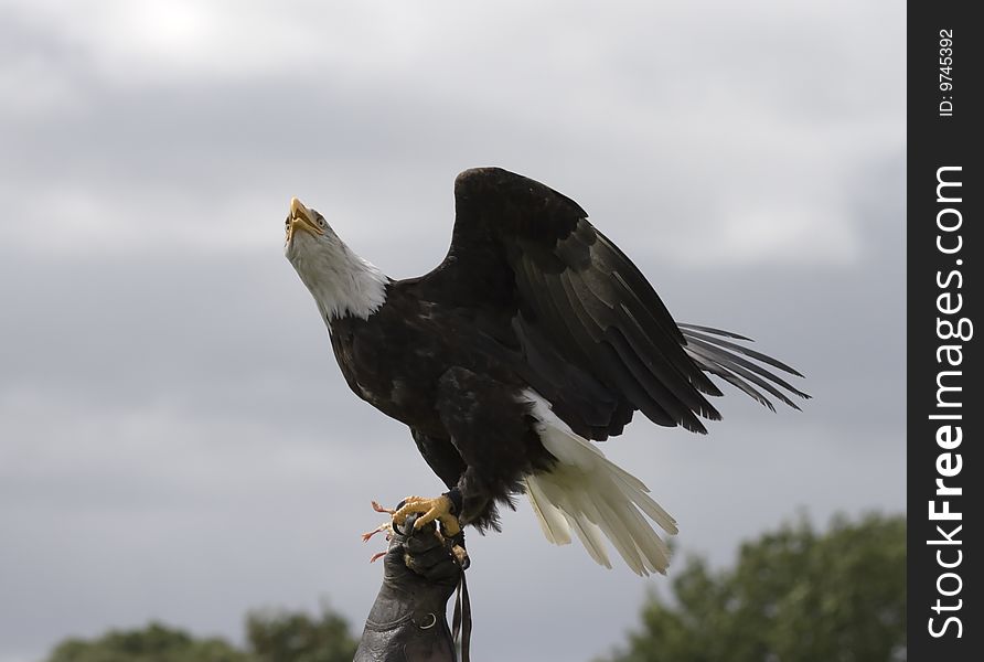 An American Eagle lands on a gloved hand to take the bait. An American Eagle lands on a gloved hand to take the bait