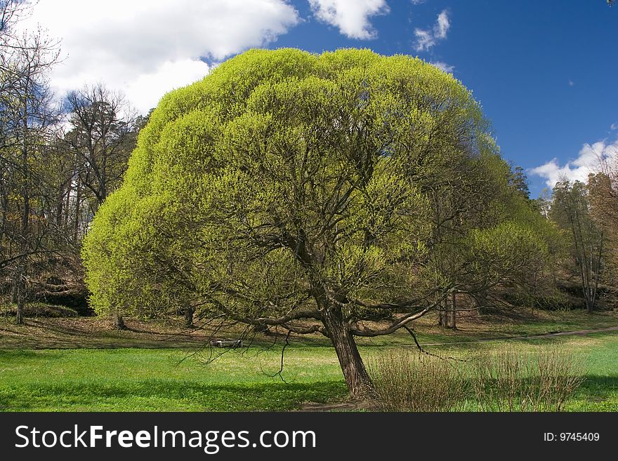 Fresh springtime tree. seasonal landscape