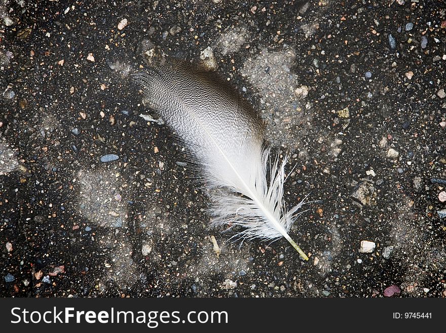 Feather of a bird on asphalt. Feather of a bird on asphalt