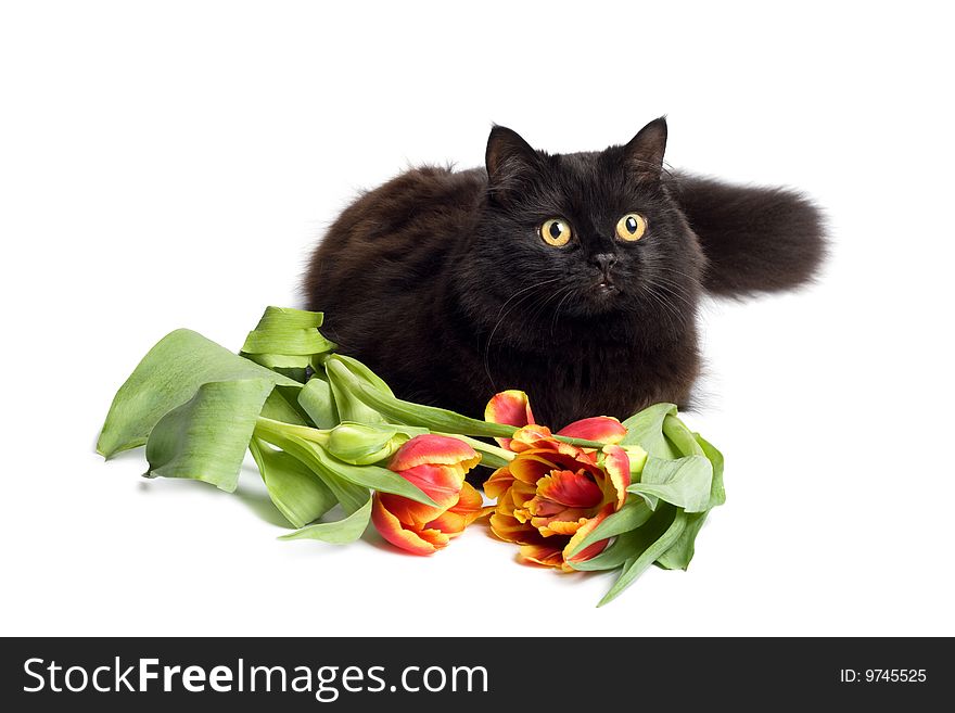 Black cat and flowers isolated over white