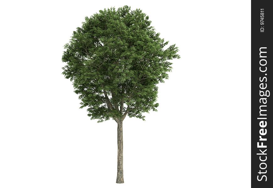 Rendered 3d isolated ash (Fraxinus). Rendered 3d isolated ash (Fraxinus)