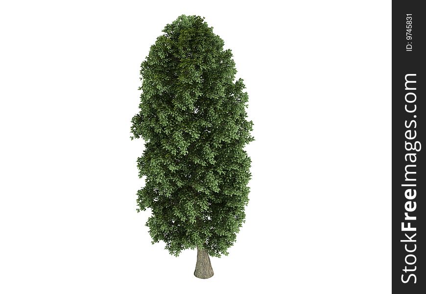 Rendered 3d isolated linden (Tilia platyphyllos). Rendered 3d isolated linden (Tilia platyphyllos)