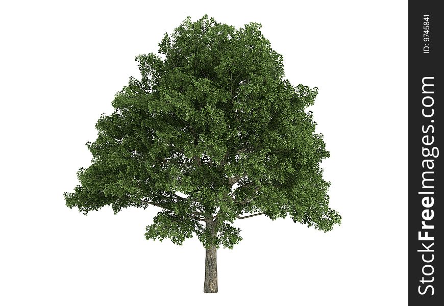 Rendered 3d isolated oak (Quercus). Rendered 3d isolated oak (Quercus)