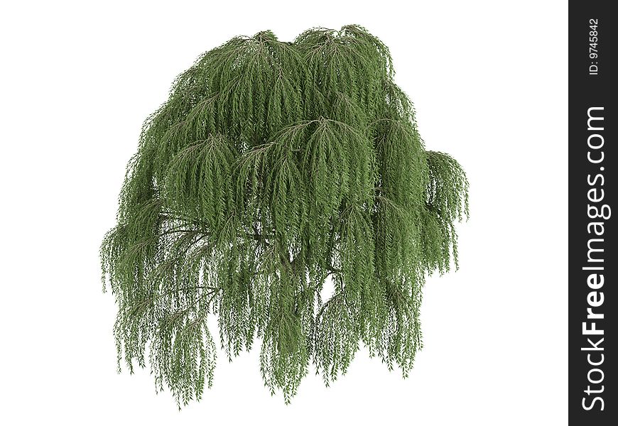 Rendered 3d isolated willow (Salix). Rendered 3d isolated willow (Salix)