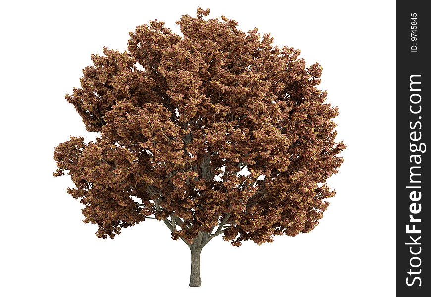 Rendered 3d isolated maple (Acer). Rendered 3d isolated maple (Acer)