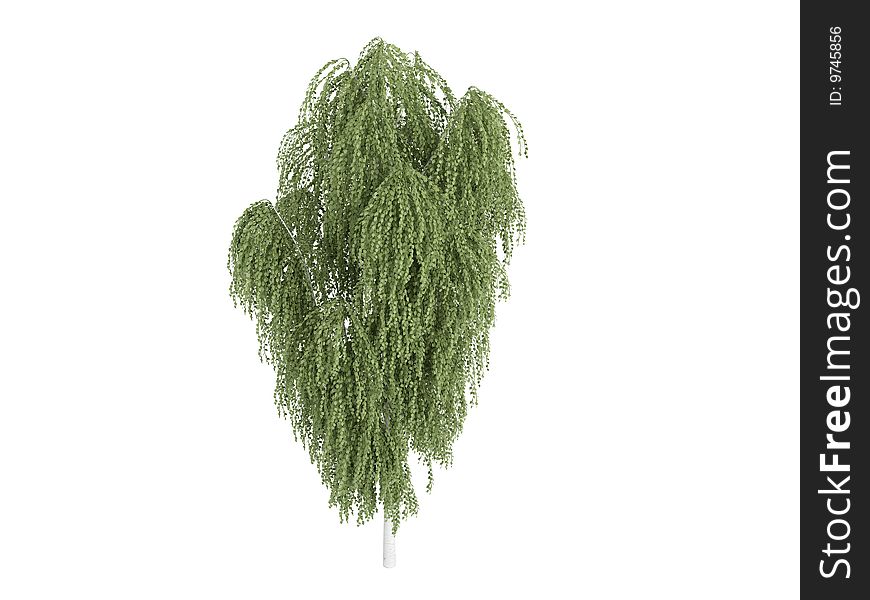 Rendered 3d isolated birch (Betula). Rendered 3d isolated birch (Betula)