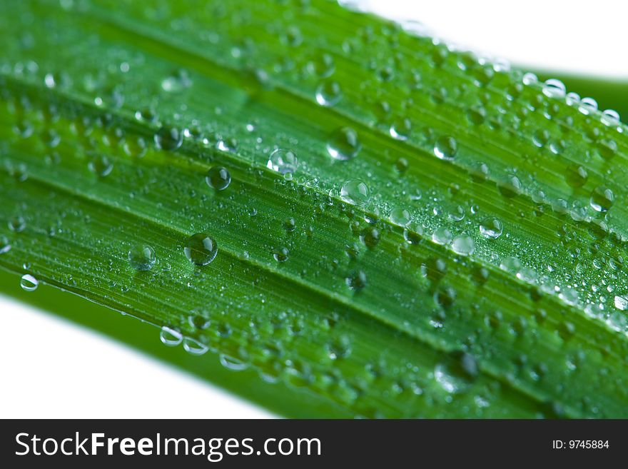 Fresh wet grass isolated over white