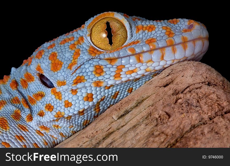 A young tokay gecko is resting on driftwood. A young tokay gecko is resting on driftwood.