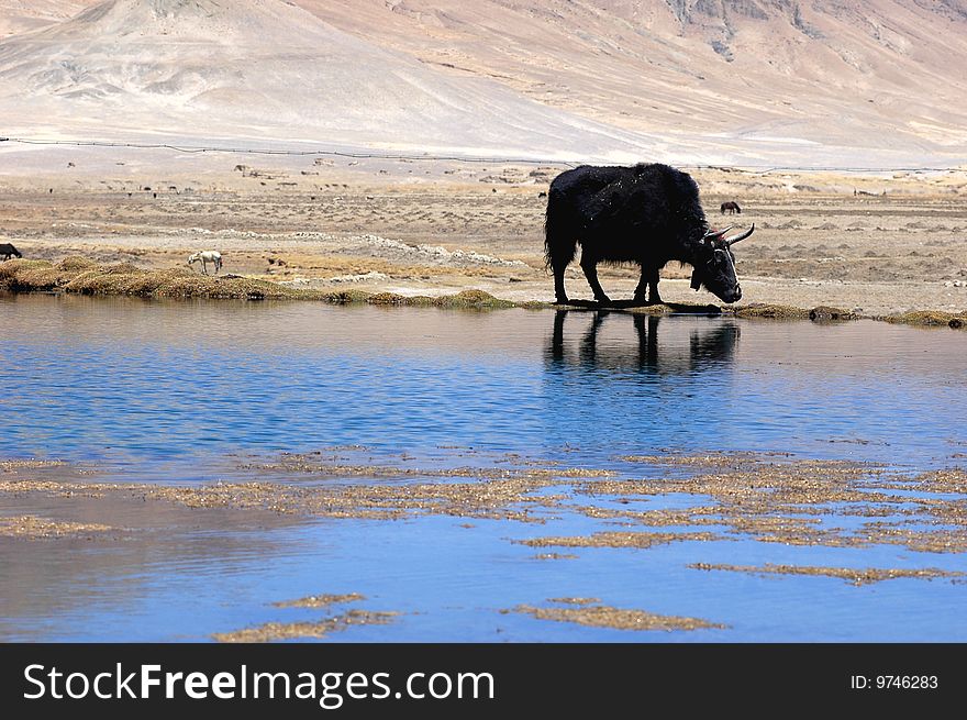 Yak at the bank of a small lake in Tibet. Yak at the bank of a small lake in Tibet