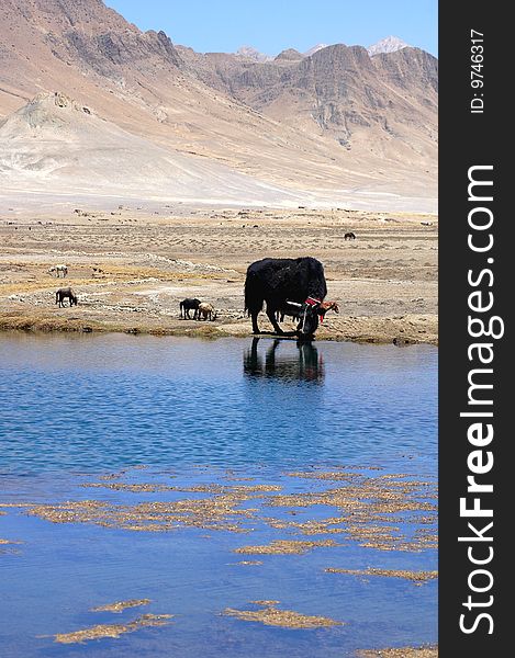 Yak at the bank of a small lake in Tibet. Yak at the bank of a small lake in Tibet