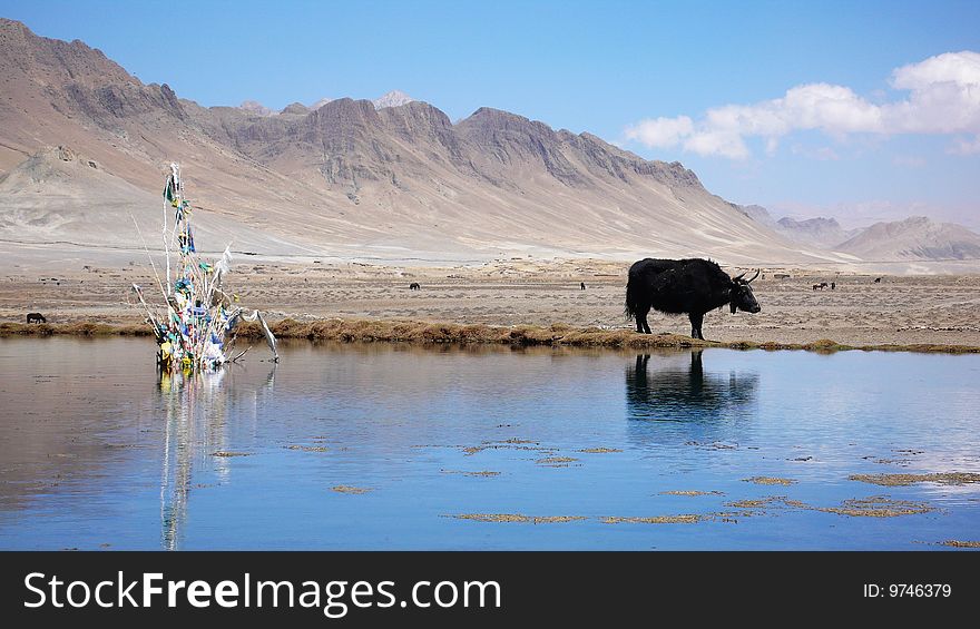 Yak at the bank of a small lake in Tibet. Yak at the bank of a small lake in Tibet