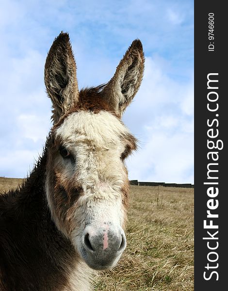 A donkey resting in a field on the west coast of ireland. A donkey resting in a field on the west coast of ireland