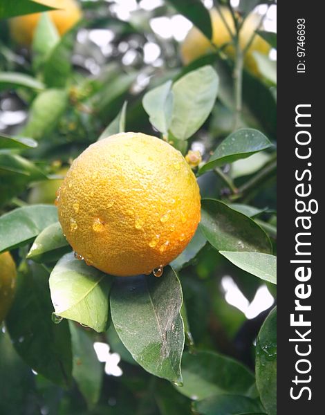 Yellow tangerine with rain drops on the tree.