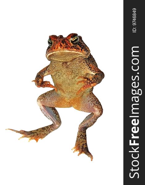 Isolated toad playing dead on white background