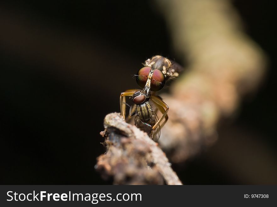 Robber Fly Having Meal