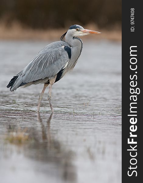 Grey heron hunting on shore. Grey heron hunting on shore