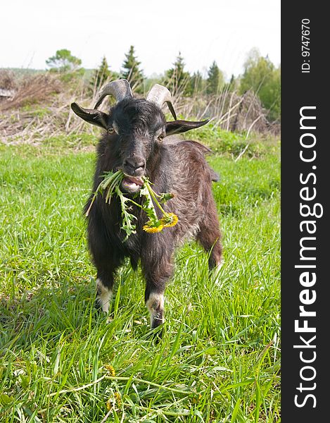 A goat chewing a bunch of dandelions