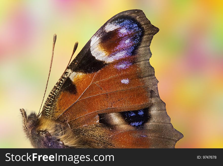 Colorful butterfly closeup - against dreamy background