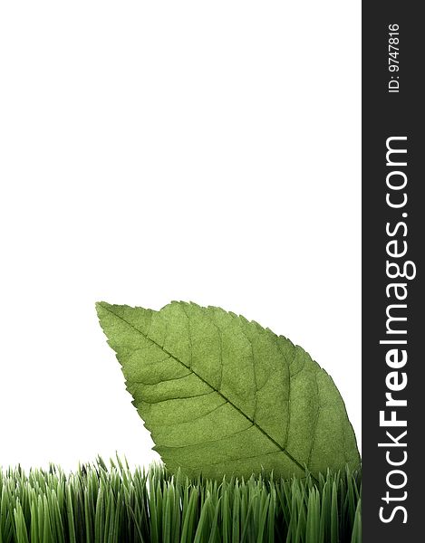 Vertical image of a green leaf on grass on white with space for copy