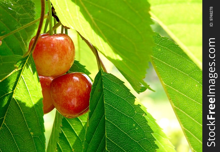 Photo of sweet cherry berry in closeup view