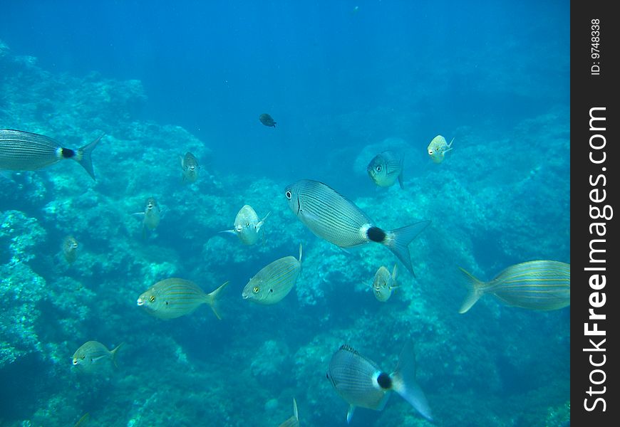 Fish sea backdrop blue tropical. Fish sea backdrop blue tropical