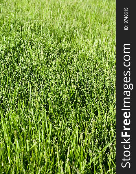 Green grass background close up