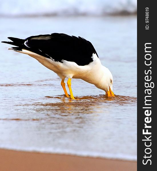 Giant seagull drinking water at a beach