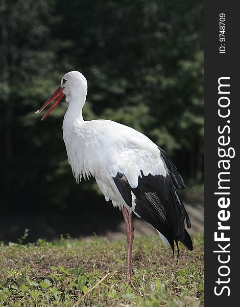 Alone stork on the meadow