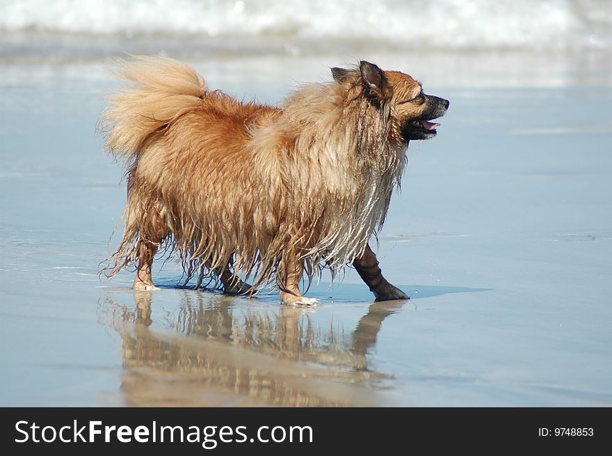 A dog walking on the beach