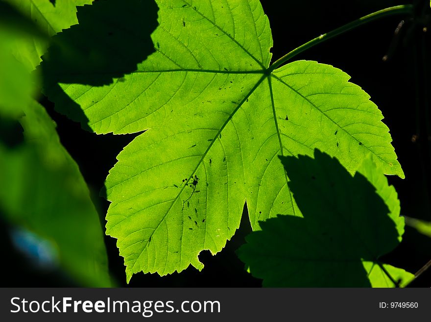 Leaves in summer time on the tree