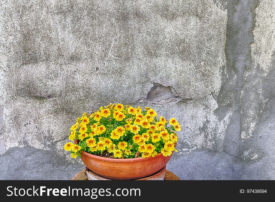 Small yellow petunias in terracotta pot on a scaped wall background