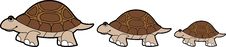 Brown Turtle Parade Royalty Free Stock Images Brown Turtle Parade Royalty Free Stock Images