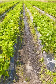 Rows Of Veggies Royalty Free Stock Images Rows Of Veggies Royalty Free Stock Images