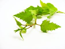 Leaves Royalty Free Stock Photos Leaves Royalty Free Stock Photos