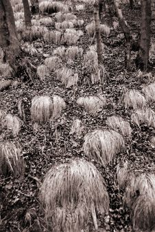 Dry Grass In Wood Royalty Free Stock Photo Dry Grass In Wood Royalty Free Stock Photo