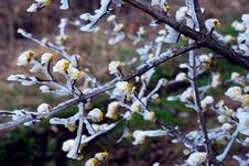Hoarfrost Royalty Free Stock Images Hoarfrost Royalty Free Stock Images