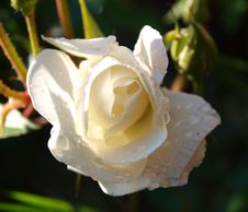 White Rose Royalty Free Stock Photo