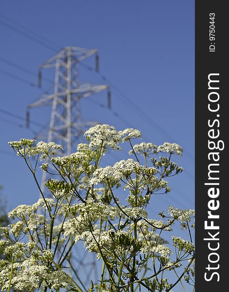 Electricity Pylon in an English Field