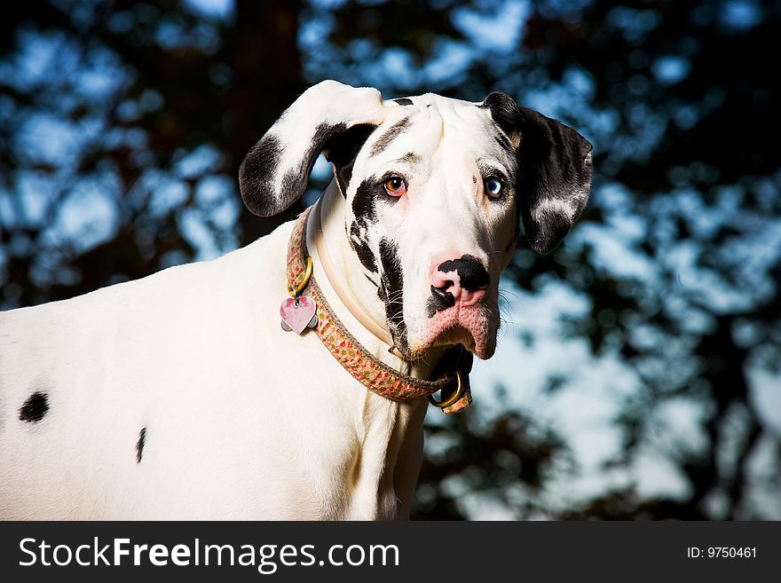 Great Dane Dog