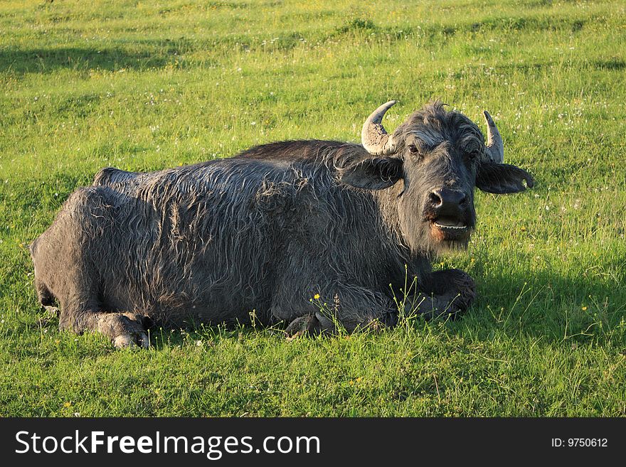 Old Buffalo holiday-maker on a green grass after acceptance of mud-bath. Old Buffalo holiday-maker on a green grass after acceptance of mud-bath