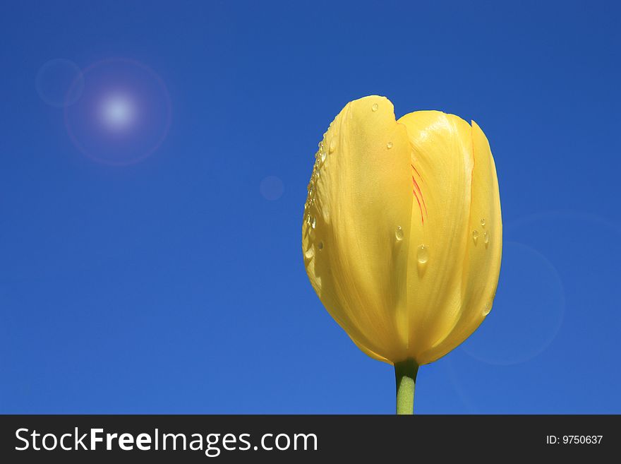 Yellow tulip on a background sky